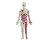 LRXFPIYF Kit Modelo de Anatomía Humana Transparente Figura con Esqueleto Visible Órganos Desmontables y Bandeja Material PP, Modelo De Cuerpo Humano Preensamblado
