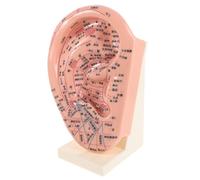 LRXIYODE Modelo de Oreja para Acupuntura 23 Cm Soporte, Plástico Duradero, Modelo Educativo de Reflexología y Masaje Auricular para Enseñanza Clínica y Laboratorio