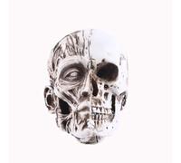 LSOAARRT Cabeza de músculo, cabeza de calavera, modelo médico, suministros de enseñanza, modelo de referencia de dibujo, resina hecha a mano