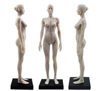 LSOAARRT Modelo de anatomía humana femenina de 11 pulgadas de la figura de anatomía del arte (hembra)