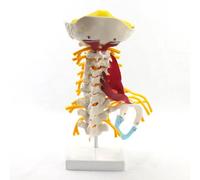 LSOAARRT Modelo médico de columna cervical humana, modelo neuromuscular de plexo braquial, modelo de espécimen de hueso humano
