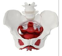 LSUAOSSUE Modelo anatómico del Torso Humano, Modelo de enseñanza pélvica Femenina, tamaño Real, Soporte extraíble for vértebras lumbares, 24x23x14cm