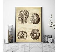 LTXMZ, Ilustración MéDico MéDico AnatomíA Cerebro Humano Cabeza ImpresióN Poster Regalo Vintage Poster NeurologíA Ciencia Arte Pared Cuadro 40x60cm No Marco