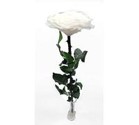 LUA STORE Rosa preservada en jarrón de cristal con lazo, elegancia atemporal para momentos especiales (blanco)