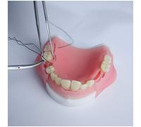 LUCKFY Dental Practice Kit - Oral Modelo simulado Sutura - Herramienta de formación Preparación Habilidad Dental quistes Enseñanza para la Enfermera, Estudiantes de Medicina, Reutilizable y Duradero