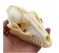 LUCKFY Modelo del Esqueleto del cráneo Real Fox muestras de Animales para taxidermia Consumibles Arte Bone Veterinario Medicina 1: 1 Enseñanza Veterinaria Bar Inicio Colección de Arte Decoración