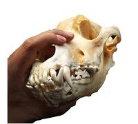 LUCKFY Taxidermia Cabeza de Animal - Cráneo Perro Real - Dientes de Perro de tamaño Natural del cráneo del Modelo de taxidermia Consumibles Arte Bone Veterinario Medicina Oficina decoración