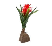 Lucky Reptile Bromelia Grande Rojo