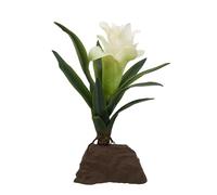 Lucky Reptile Bromelia pequeña Blanca