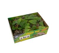 Lucky Reptile Life Experience - Conjunto de decoración de terrario de plástico de selva