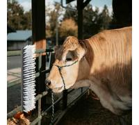 Lumanois Cepillos para Ganado Negro y 50 x 10 x 6.5 cm Plástico y Acero,Economía e Industria,Agricultura,Cría de Animales,1.77kg-42006833