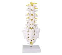 Lumbar Vertebral Spine Model, Human Lumbar Teaching Tool, 1:1 Scale PVC Lumbar Model with Base and Fixing Screw, Highly Simulation Educational Model for Medical Students and Teache