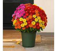 Luminousey Outdoor Artificial Mums, Artificial Outdoor Sunset Mums Flowers - UV resistente, resistente al agua, Windproof, Faux Fall Flower for Outdoors Planters, Fall Faux Flower Decor, No se