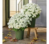 Luminousey Outdoor Artificial Mums, Artificial Outdoor Sunset Mums Flowers - UV resistente, resistente al agua, Windproof, Faux Fall Flower for Outdoors Planters, Fall Faux Flower Decor, No se