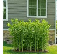 Lumivex Árbol de bambú Artificial para Exteriores Árboles de bambú Artificiales Extra de 10, 20, 30 y 100 Unidades, for decoración de jardín.(10pcs,1m(39.3in/3.2ft))