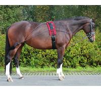 Lunging entrenamiento system QHP
