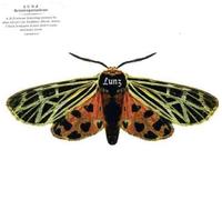 Lunz - Reinterpretations