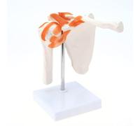 Luobannm Modelo de Anatomía del Hombro con Ligamentos Funcionales, Modelo de Articulación del Hombro para Exhibición de Enseñanza Médica