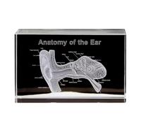 Luobannm Modelo de Órgano Auditivo 3D, Cubo de Cristal, Regalos Científicos de Otología, Figura de Cristal, Pisapapeles, Estatua de Órgano Humano A
