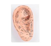 Luocute Modelo de Acupuntura de Oído, Modelo de Zona de Oído Profesional de PVC de 22 Cm con Etiquetas de Puntos de Acupuntura Transparentes para Enseñanza de Medicina Tradicional