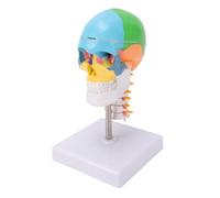 Luocute Modelo de Cráneo de Color con Cerebro y Columna Cervical, Modelo de Enseñanza de Cráneo Humano de PVC con Tapa Craneal Extraíble y Base Sólida, para Educación de Anatomía