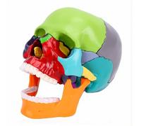 Luocute Modelo de Cráneo Humano de 15 Partes, Mini Cráneo de Anatomía Desmontable con Huesos Codificados por Colores y Guía Ilustrada, para Enseñanza Médica Dental y Demostración Educativa