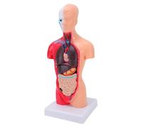 Luocute Modelo de Cuerpo Humano, 15 órganos Extraíbles, Torso Anatómico de 11,02 Pulgadas para Educación Médica, con Manual de Instalación Detallado