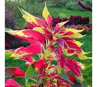 Luojuny Amaranthus Tricolor Seeds, 100 Unids/Bolsa Ayuda Natural para Relajarse DIY Semillas Vegetales No GMO para el Hogar Semillas de Amaranto Tricolor