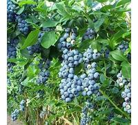 Luojuny Semillas de arándanos, 30 Piezas/Bolsa Semillas de arándanos Clima Templado Tolerancia a la sequía Azul Oscuro Excelente producción de Semillas de Frutas para jardín Semillas de aránd