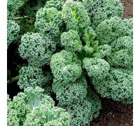 Luojuny Semillas de Col rizada, 100 Piezas Semillas de Col rizada rizada Hogar Jardín Patio Trasero Granja Planta Vegetal nutritiva Semillas de Col rizada