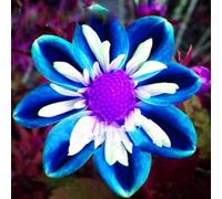 Luojuny Semillas de Dalia, 200 Piezas/Bolsa Semillas de Dalia Coloridas y fáciles de Plantar Mini Semillas en Maceta de Dalia para jardín Semillas de Dalia