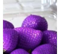 Luojuny Semillas de Fresa, 100 Piezas Semillas de Fresa Dulce Multicolor Jardín de su casa Granja Siembra Planta frutal Violeta Semillas de Fresa