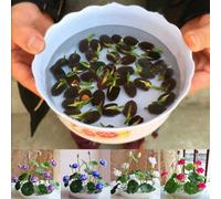 Luojuny Semillas de Loto, 50 Piezas de Cuenco de Colores Mezclados, Semillas de Loto, Planta bonsái, decoración de Flores para el jardín del hogar Tazón de Semillas de Loto