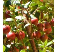 Luojuny Semillas de mirto, 15 Piezas Myrtus Eugenia Guayaba chilena Semillas de mirto Fresa Planta de jardín de Frutas Semillas de Guayaba