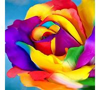 Luojuny Semillas de Rosa, 300 Piezas/Bolsa Buena Cosecha Sol pleno Crecimiento rápido Semillas de bonsái florecientes Decorativas para jardín Multicolor