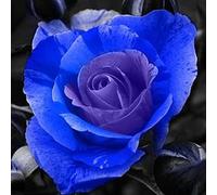 Luojuny Semillas de Rosas, 50 Unids/Bolsa Semillas de Rosas Hermosas Germinación rápida de Crecimiento rápido Flor Azul Semillas de bonsái en Maceta para jardín Azul Rosado Semillas de Rosa