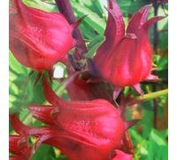 Luojuny Semillas de Roselle, 200 Piezas Semillas de Roselle Jardín Jardín Fácil de Cultivar Reducir la presión Arterial Planta de Hierbas Semillas de Rosella
