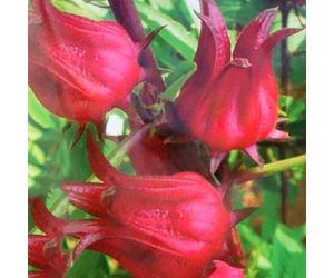 Luojuny Semillas de Roselle, 200 Piezas Semillas de Roselle Jardín Jardín Fácil de Cultivar Reducir la presión Arterial Planta de Hierbas Semillas de Rosella