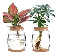 luolety 2 terrarios de propagación de plantas, estación de propagación de plantas de vidrio, soporte para esquejes de plantas, jarrón de vidrio para plantas hidropónicas (C)