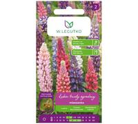 Lupino perenne Russel mezcla