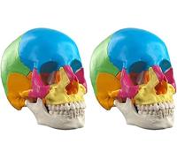 LUVADU ZCX Modelo anatómico de cráneo Humano Modelo de cráneo Humano Desmontable 22 Piezas Modelo médico de cráneo de Color Modelo anatómico (Color : 2 Pack)