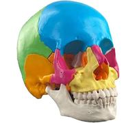LUVADU ZCX Modelo anatómico de cráneo Humano Modelo de cráneo Humano Desmontable 22 Piezas Modelo médico de cráneo de Color Modelo anatómico (Color : 1 Pack)