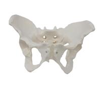 Luwecf Modelo de Pelvis Femenina, Equipo Portátil de Enseñanza de Ciencias Médicas de Calidad