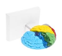 Luxshiny 1 Hemisferio Derecho Anotaciones de Color, Material Resistente y Fácil de Limpiar para Enseñanza de Neurociencia y Educación Médica en Aulas Científicas