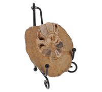Luxshiny Espécimen de Amonita Fósil, Decoración de Amonita, Forma Natural Preservada, Informativo, para Decoración de Mesa y Colección, para Coleccionistas de Minerales y Aficionados