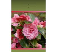 Luxurious Spring Floral Notebook with Pink Camellias | 120 Pages | 6" x 9" | College Ruled Journal | Volume 1