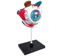 Luxylei Modelo Anatómico De Ojo Humano 4d, Modelo De Anatomía Humana Ensamblado, Rompecabezas De Ojos, Estructura, Modelo Anatómico De Esqueleto Humano