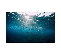 LUYSGBXR Póster de Fondo Acuario 3D, Pegatina Adhesiva PVC, Tanque Peces, Mundo Submarino, telón, Plantas Marinas oceánicas(Green,40x80cm)