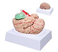LVCHEN Modelo de cerebro humano Anatomía - Modelo de cerebro anatómico de tamaño natural con arterias desmontables 8 partes para el aula de ciencia Neurociencia médica Enseñanza Estudio