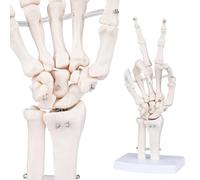 LVCHEN Modelo de mano de esqueleto humano, modelo anatómico de hueso de dedo de tamaño natural con articulaciones flexibles articuladas que muestra el radio Ulna de la muñeca para
